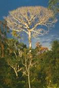 Ceiba tree